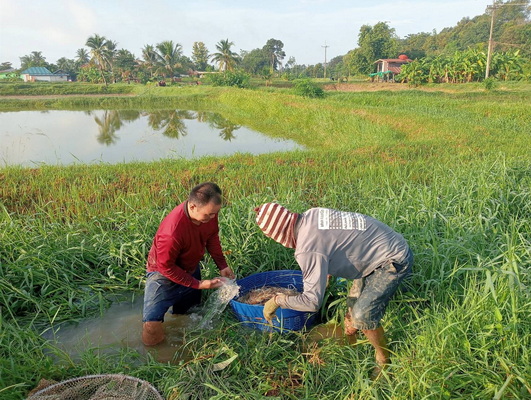 ผู้เลี้ยงกุ้งก้ามกราม ท้ายเขื่อนลำปาว ไม่กังวลข่าวการพบปลาหมอคางดำในเขตจ.กาฬสินธุ์ 