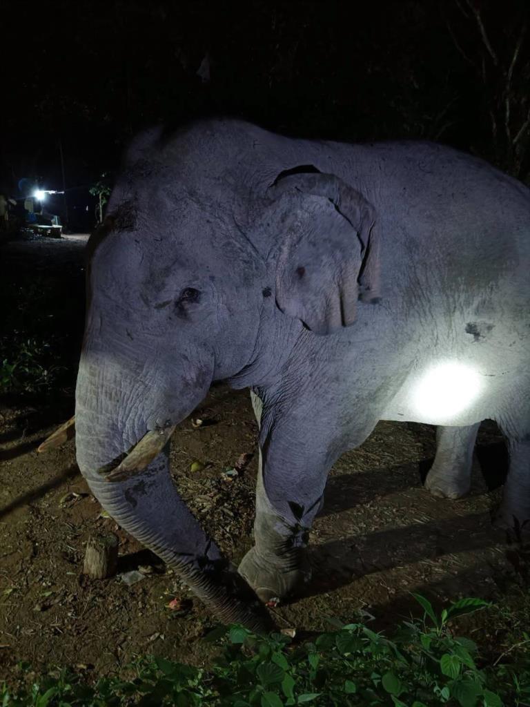 อุทยานแห่งชาติเขาใหญ่แจงพลายสาริกา ยังมีชีวิตอยู่ (ภาพ : กรมอุทยานแห่งชาติ สัตว์ป่า และพันธุ์พืช)