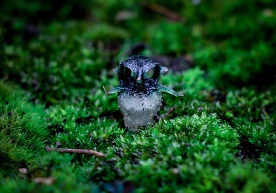 ภาพจากเขตรักษาพันธุ์สัตว์ป่าอุ้มผาง (Umphang Wildlife Sanctuary) จ.ตาก สำนักบริหารพื้นที่อนุรักษ์ที่ 14 ตาก