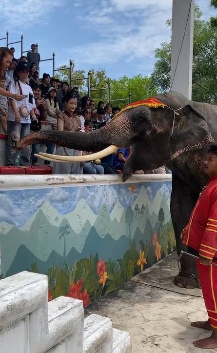 นักท่องเที่ยวเดินทางมาชมโชว์ช้างแสนรู้คึกคักในวันหยุดสุดสัปดาห์ (ภาพจาก : ฟาร์มจระเข้และสวนสัตว์ สมุทรปราการ-เสาร์ 5 ก.ย.69)