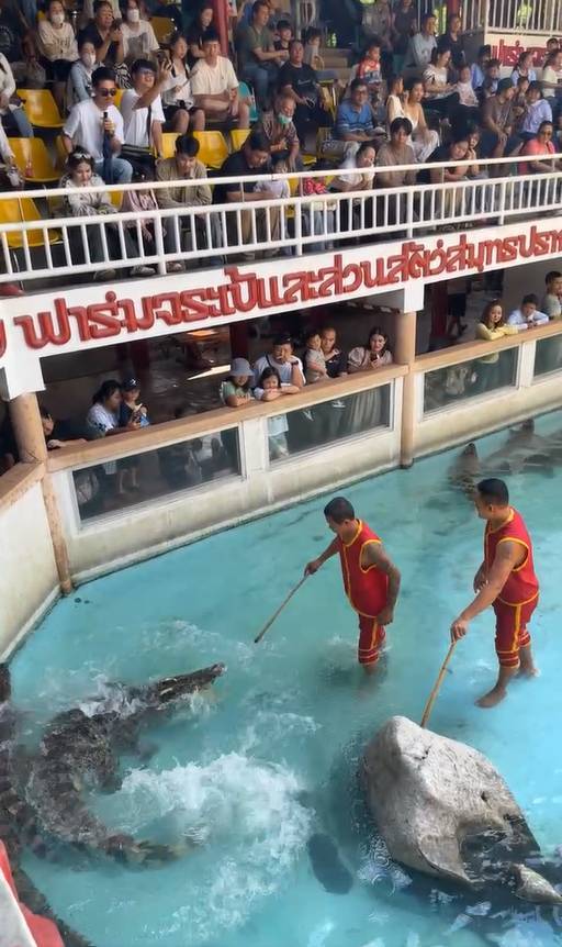 นักท่องเที่ยวเดินทางมาชมโชว์จระเข้คึกคักในวันหยุดสุดสัปดาห์ (ภาพจาก : ฟาร์มจระเข้และสวนสัตว์ สมุทรปราการ-เสาร์ 5 ก.ย.69)