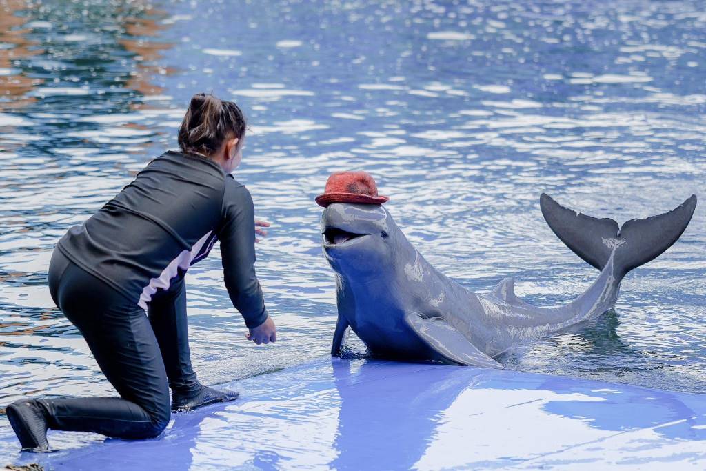 โชว์โลมา โอเอซิส ซีเวิลด์ จ.จันทบุรี (ภาพจาก : เพจ Oasis Sea World)