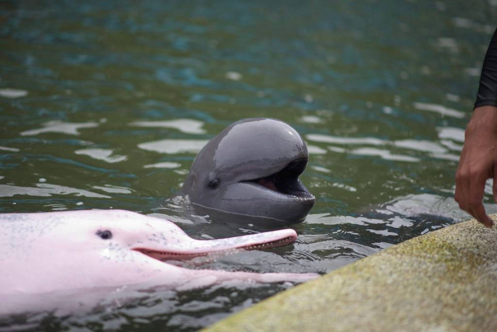 โชว์โลมา โอเอซิส ซีเวิลด์ จ.จันทบุรี (ภาพจาก : เพจ Oasis Sea World)