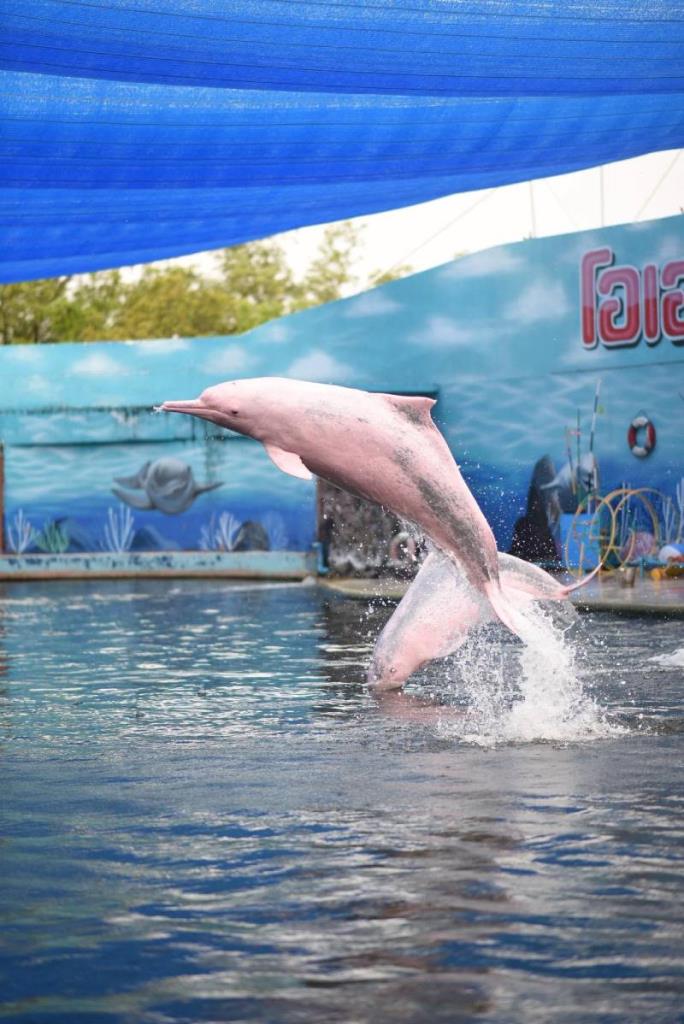โชว์โลมา โอเอซิส ซีเวิลด์ จ.จันทบุรี (ภาพจาก : เพจ Oasis Sea World)