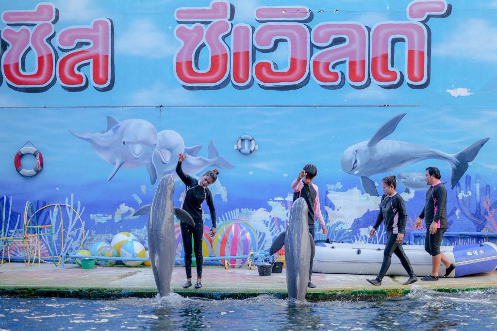 โชว์โลมา โอเอซิส ซีเวิลด์ จ.จันทบุรี (ภาพจาก : เพจ Oasis Sea World)