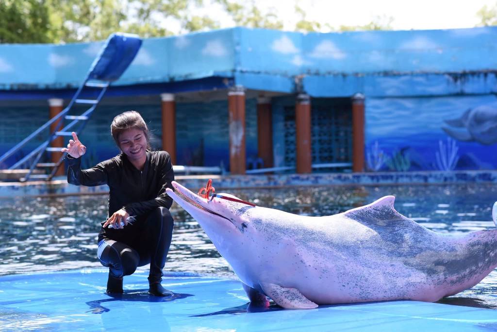 โชว์โลมา โอเอซิส ซีเวิลด์ จ.จันทบุรี (ภาพจาก : เพจ Oasis Sea World) 