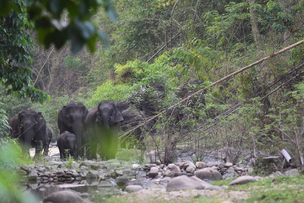 ภาพจากเขตรักษาพันธุ์สัตว์ป่าห้วยขาแข้ง