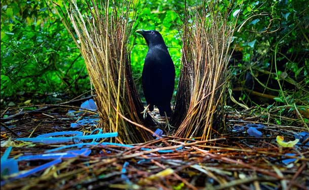นก bowerbird ตัวผู้กำลังสร้างรัง เพื่อชักจูงใจนกตัวเมีย ภาพจาก วิกิพีเดีย