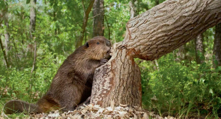 ตัว beaver โค่นต้นไม้ เพื่อทำรังและสร้างเขื่อน ภาพจาก https://treecuttinginfo.com