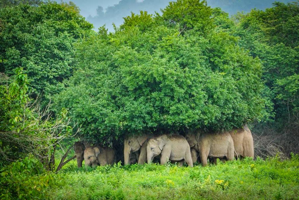 ภาพ: อุทยานแห่งชาติกุยบุรี 