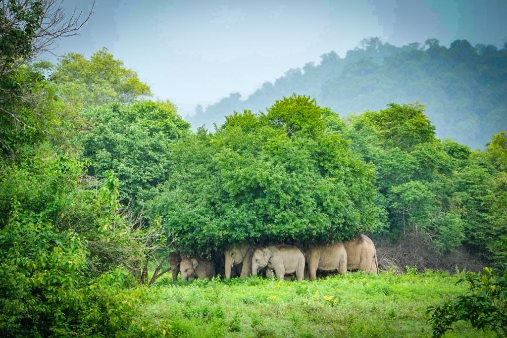ภาพ: อุทยานแห่งชาติกุยบุรี 