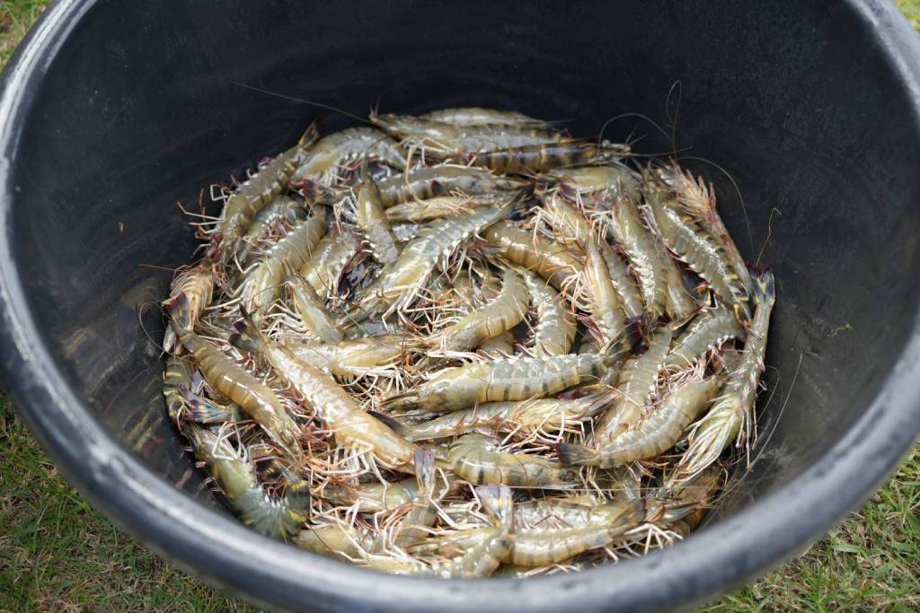 กุ้งเสือพังงา หรือ กุ้งกุลาดำพรีเมี่ยม 