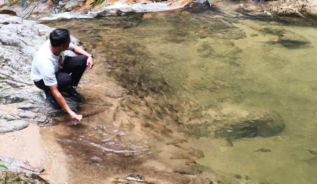 ฝูงปลาพลวง อีกหนึ่งไฮไลต์ของน้ำตกคลองสองแพรก (ภาพโดย : อโนทัย งานดี)