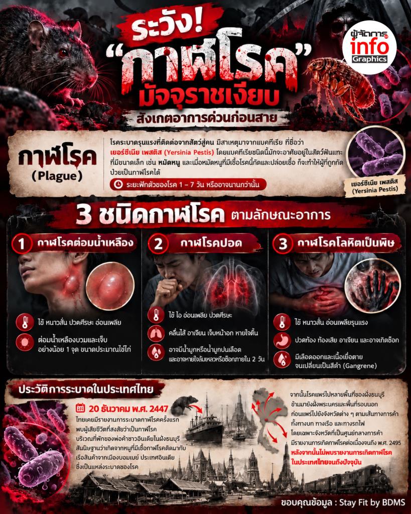 ระวัง! กาฬโรค มัจจุราชเงียบ สังเกตอาการด่วนก่อนสาย