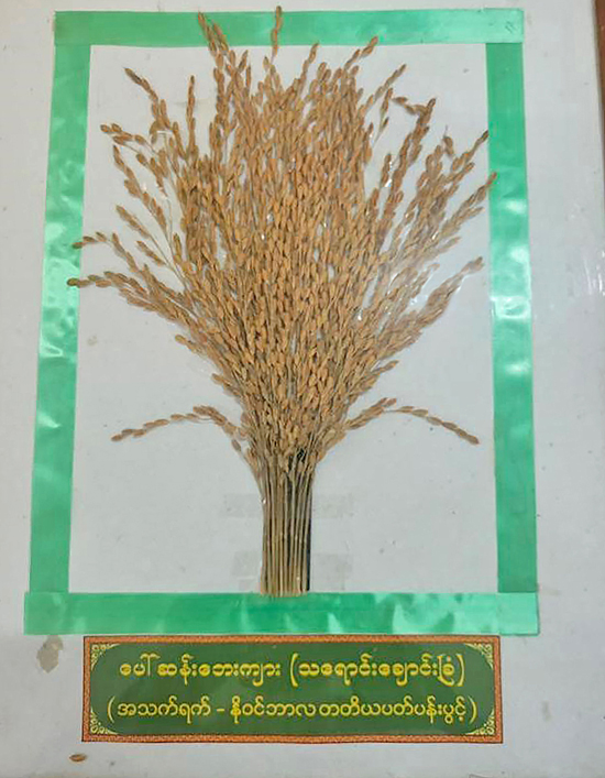 ข้าวปอซาน สายพันธุ์ข้าวท้องถิ่นระดับพรีเมียมของเมียนมา