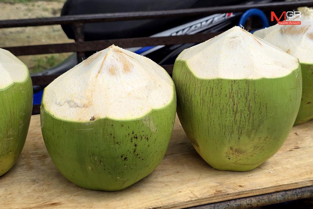 มะพร้าวนครชัยศรี