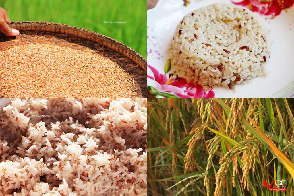 ข้าวหลากหลายสายพันธุ์จากทั่วไทย