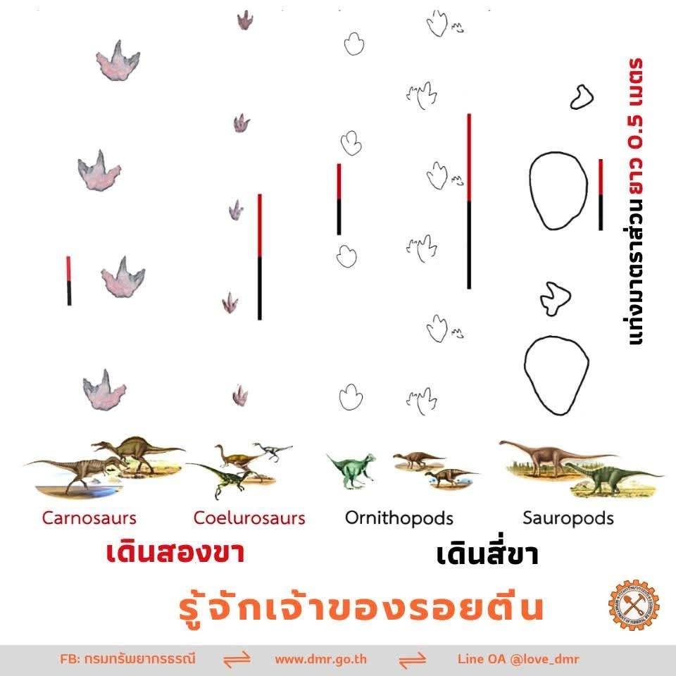 ภาพแสดงลักษณะของประเภทรอยตีนไดโนเสาร์ จาก กรมทรัพยากรธรณี (ภาพจาก : เพจ ส่วนประชาสัมพันธ์ กรมทรัพยากรธรณี)