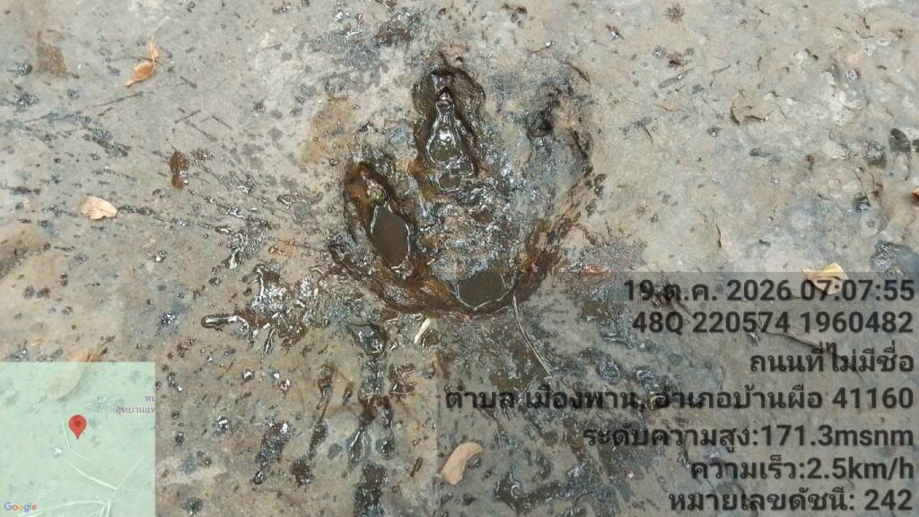สำรวจพบ “รอยตีนไดโนเสาร์” ครั้งแรกของ จ.อุดรธานี เพิ่มอีก 3 รอย รวมเป็น 4 รอย (ภาพจาก : เพจ อุทยานแห่งชาติภูหินจอมธาตุ-ภูพระบาท)