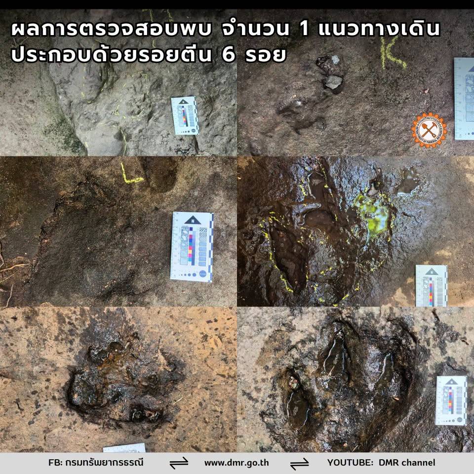 พบรอยตีนไดโนเสาร์กินเนื้อ 1 แนวทาง จำนวน 6 รอย (ภาพ : กรมทรัพยากรธรณี)