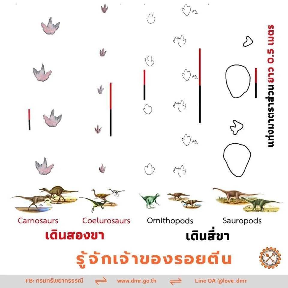 ความแตกต่างของรอยตีนไดโนเสาร์ที่เดิน 2 ขา กับ 4 ขา (ภาพ : กรมทรัพยากรธรณี)