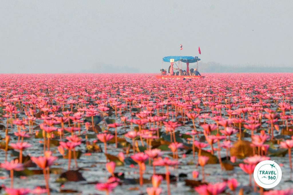 ทะเลบัวแดง แหล่งท่องเที่ยวยอดฮิตของเมืองอุดร