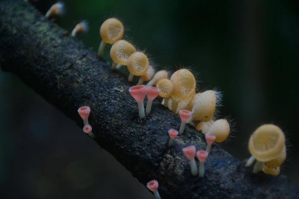 ภาพ: อุทยานแห่งชาติเฉลิมรัตนโกสินทร์