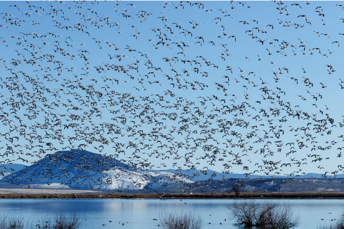 ฝูงห่านหิมะ (snow geese) ที่บินอพยพ จากทะเลสาบในรัฐ Oregon ในสหรัฐอเมริกา ภาพจาก PHOTOGRAPH BY DESIGN PICS INC, NAT GEO IMAGE COLLECTION