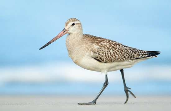 นกปากแอ่นหางลาย (Bar-tailed Godwit) ภาพจาก Dorian Anderson Macaulay Library