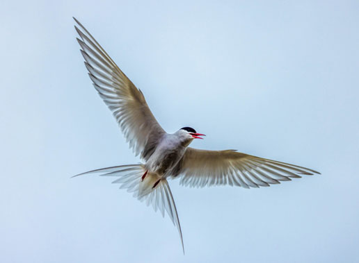 นกนางนวลแกลบ (Arctic tern) ภาพจาก https://polar-latitudes.com/