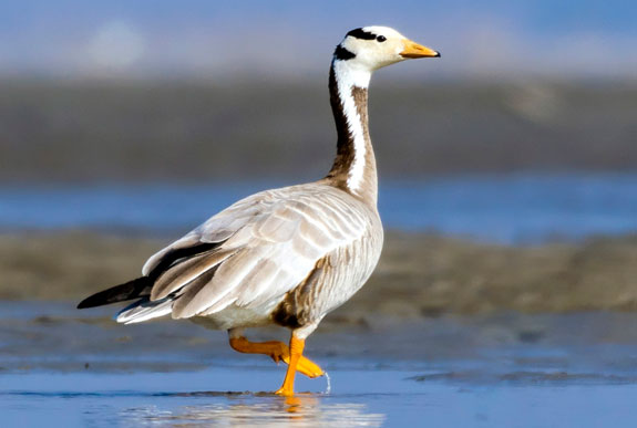 ห่านหัวลาย (Bar-headed Goose) ภาพจาก https://birdsoftheworld.org/