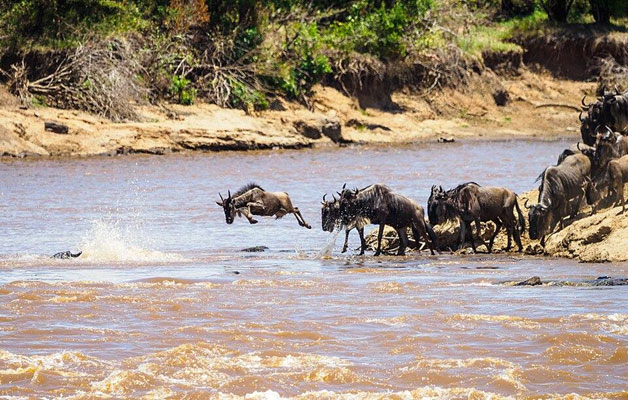 ฝูง wildebeest ขณะอพยพข้ามแม่น้ำ ที่ชุกชุมไปด้วยฝูงจระเข้ ภาพจาก วิกิพีเดีย
