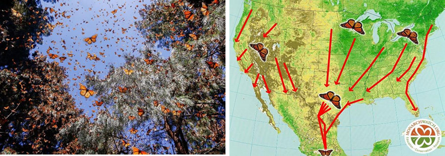 ผีเสื้อจักรพรรดิ (Monarch butterfly) ภาพจาก Sylvain Cordier / Getty และ www.monarchwatch.org