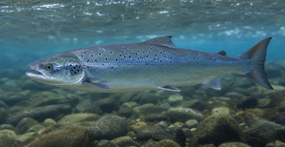 ปลาแซลมอนแอตแลนติก (Salmo salar) ภาพจาก https://en.aquaryus.com/