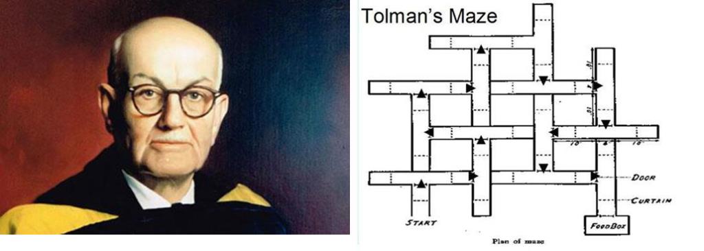 Edward Tolman นักจิตวิทยากับการทดลองเพื่อศึกษาพฤติกรรมการเรียนรู้เส้นทางการเดินทางของหนู ภาพจาก https://news.berkeley.edu และ https://berkeleysciencereview.com