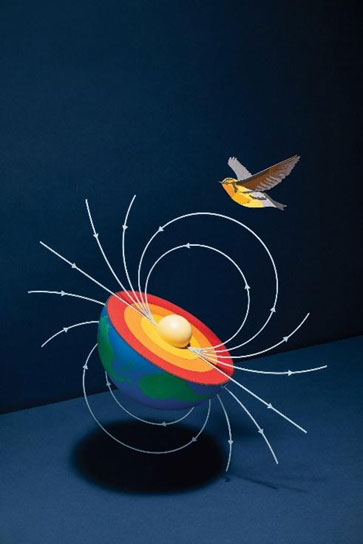 สนามแม่เหล็กโลกที่มีอิทธิพลต่อการบินอพยพของนก  ภาพจาก https://www.scientificamerican.com/