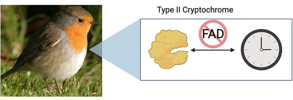 Cryptochrome ชนิดที่สอง ที่ควบคุมนาฬิกาชีวภาพของของนกโรบินยุโรป  ภาพจาก https://www.cell.com/