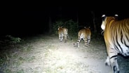 ตื่นตา! Camera Trap จับภาพ &ldquo;เสือโคร่ง&rdquo; โตเต็มวัย 3 ตัวโผล่พร้อมกัน นักวิจัยชี้สะท้อนความอุดมสมบูรณ์ผืนป่า