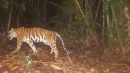 ข่าวดี! Camera Trap จับภาพ &ldquo;เสือโคร่ง-เก้งหม้อ&rdquo; โผล่ผืนป่าประจวบฯ พบสัตว์หายากเพียบ สะท้อนระบบนิเวศยังสมบูรณ์