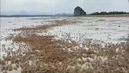 ตื่นตา &ldquo;ปูมดแดง&rdquo; นับล้าน อวดโฉมที่ทะเลแหวก &ldquo;เกาะตั้งเลน&rdquo; อันซีนพังงาแห่งใหม่