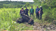 &ldquo;กระทิงทับลาน&rdquo;ผอมโซนอนซมชายป่าอุทยานฯทับลาน โคราช สิ้นใจแล้ว ทีมสัตวแพทย์เตรียมพิสูจน์หาสาเหตุ