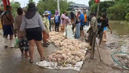 (คลิป)น้ำท่วมฉับพลันถล่มฟาร์มไก่กำแพงเพชรจมน้ำตายนับหมื่นตัว ขาดทุนยับกว่าล้านบาท