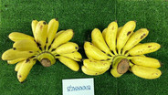 &ldquo;กล้วยไข่กำแพงเพชร&rdquo; คืนชีพ! ปั้นพื้นที่ 3,000 ไร่ ดันรายได้แตะ 500 ล้าน