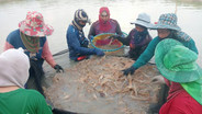 วิกฤตกุ้งก้ามกรามขาดแคลน แผนสำรองเตรียมเสิร์ฟปีใหม่กลุ่มละ 30 ตัน