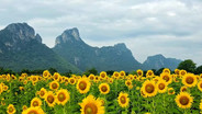 ทุ่งทานตะวัน &ldquo;ไร่จำรัส เฟส 2&rdquo; บานเหลืองอร่าม รับฤดูกาลท่องเที่ยว