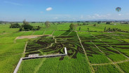 (คลิป)สง่างามตระการตา!ยล &ldquo;นกยูงรำแพน&rdquo; กลางผืนนาเขียวขจี ฉลอง 50 ปี &ldquo;เมืองพะเยา&rdquo;