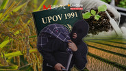 &ldquo;อนุสัญญาโจร(ขโมยเมล็ดพันธุ์)&rdquo;? อ้างปกป้องสิทธิ์ แต่ผูกขาดด้วย &ldquo;UPOV 1991&rdquo; [มีคลิป]