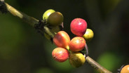 ชวนชิมกาแฟโรบัสต้าลูกผสมเวียดนาม-อินเดีย หนึ่งเดียวในไทยที่เมืองอุบลฯ