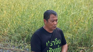 ชาวบ้านปราจีนฯ จี้รัฐบาลแก้คราบน้ำมันลามคลอง–แปลงนา เร่งวางบูมสกัดทุกสะพาน หวั่นข้าวหลายร้อยไร่ปนเปื้อนก่อนเก็บเกี่ยว