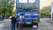 191 สกัดจับรถบรรทุกข้าวโพด หมกยาบ้า 6 ล้านเม็ด ขนจากเหนือมานนทบุรี รับค่าจ้าง 1.2 แสน